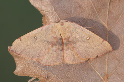 Cyclophora puppillaria: Bild 2