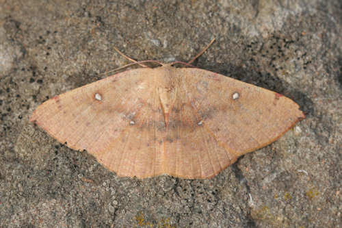 Cyclophora puppillaria: Bild 4