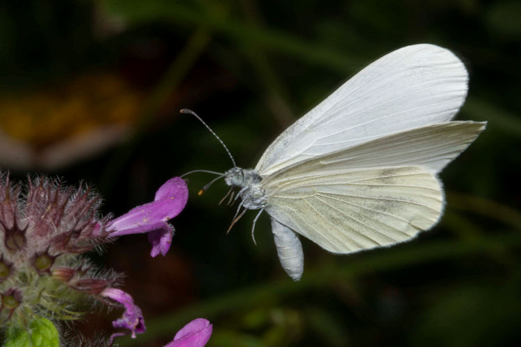 Leptidea sinapis-Komplex: Bild 16