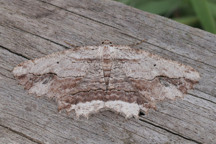 Menophra abruptaria: Bild 11