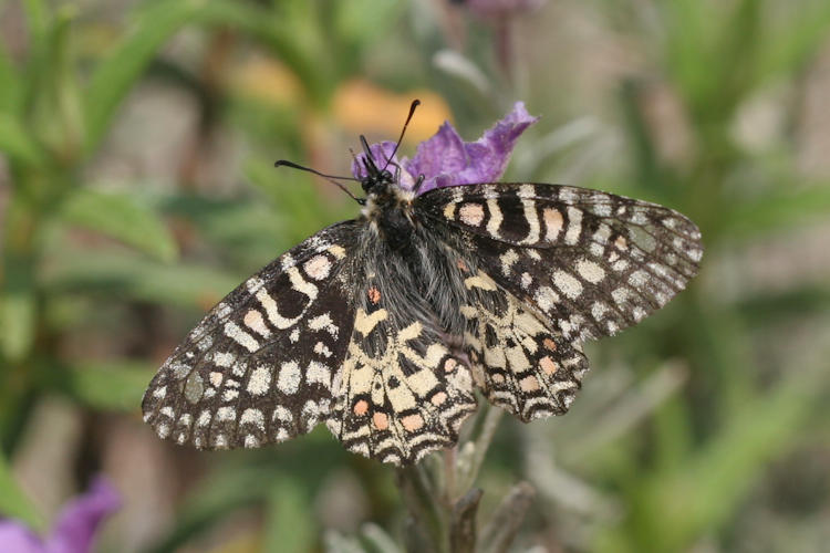 Zerynthia rumina medesicaste: Bild 2