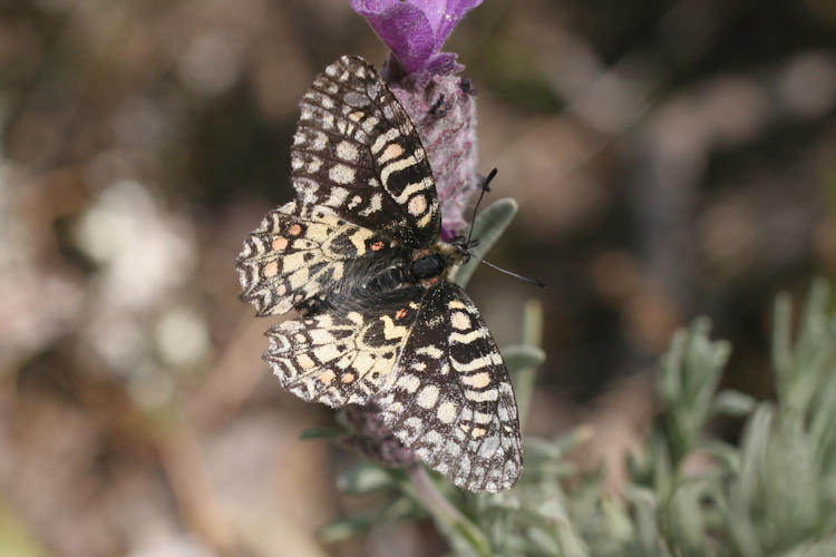 Zerynthia rumina medesicaste: Bild 3