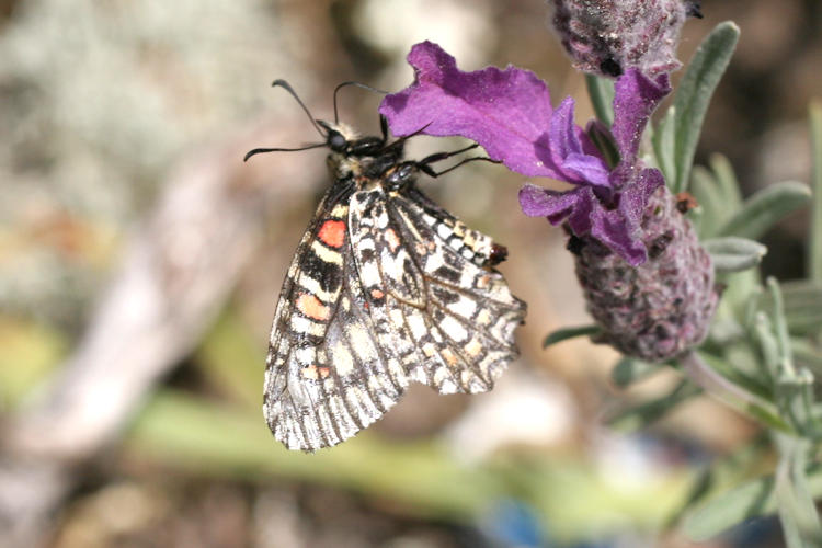 Zerynthia rumina medesicaste: Bild 9