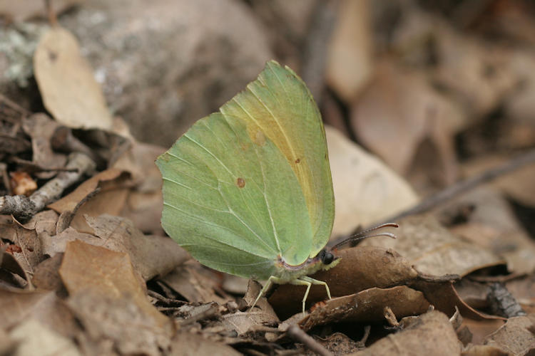 Gonepteryx cleopatra italica: Bild 14