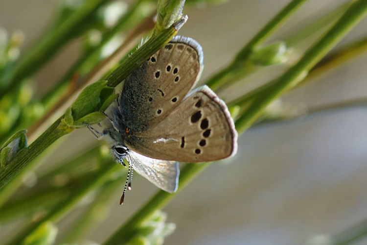 Glaucopsyche melanops: Bild 19