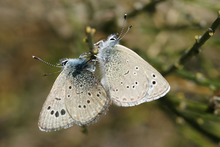 Glaucopsyche melanops: Bild 24
