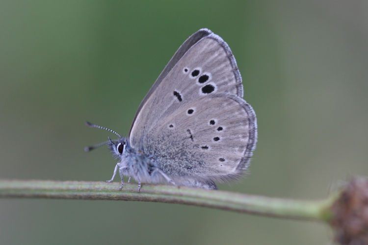Glaucopsyche melanops: Bild 20