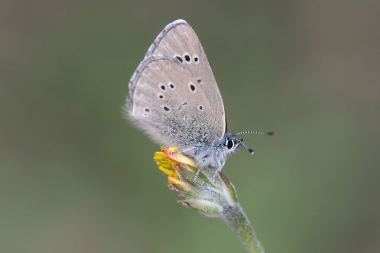 Glaucopsyche melanops: Bild 13