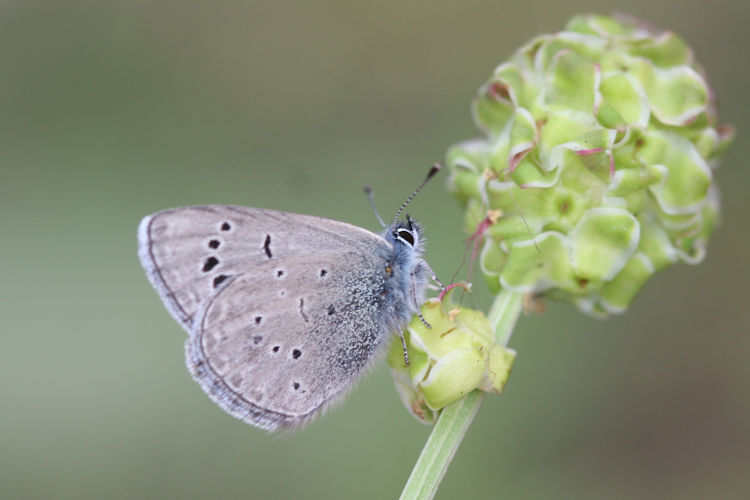 Glaucopsyche melanops: Bild 14