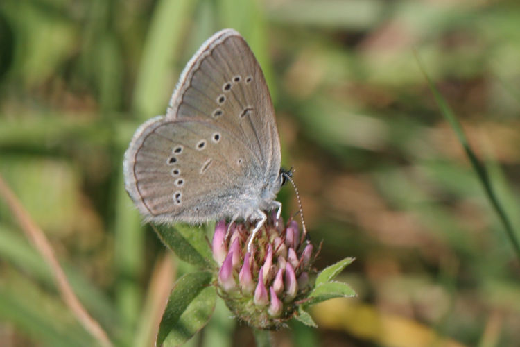 Cyaniris semiargus: Bild 16