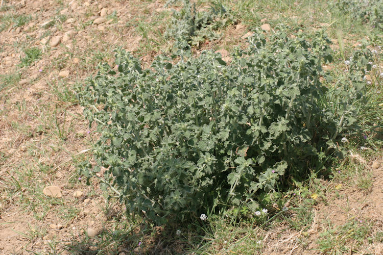 : Bild 7