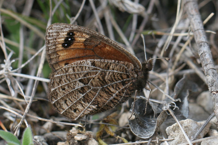 Erebia epistygne: Bild 8