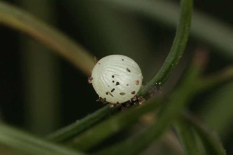 Erebia epistygne: Bild 1