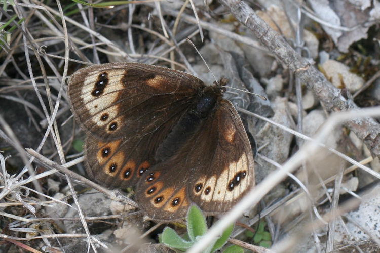 Erebia epistygne: Bild 2