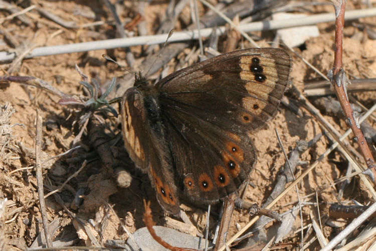 Erebia epistygne: Bild 3