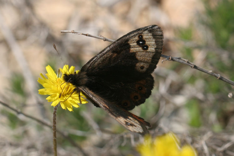 Erebia epistygne: Bild 4