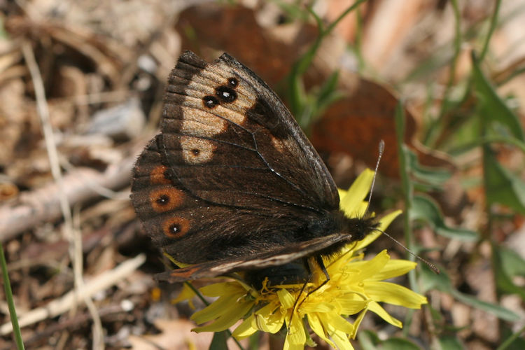 Erebia epistygne: Bild 5