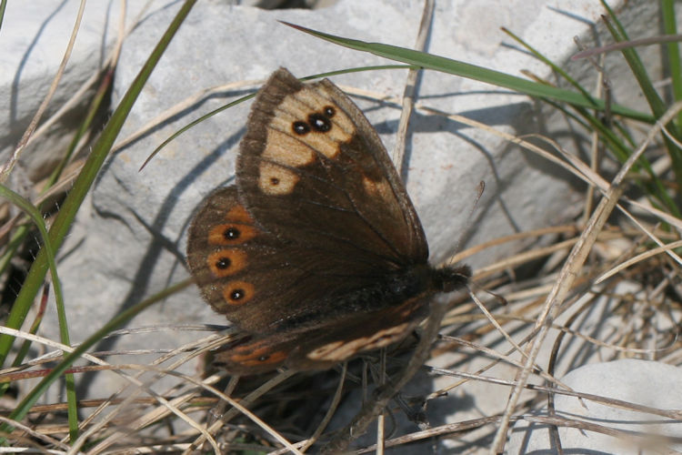 Erebia epistygne: Bild 6