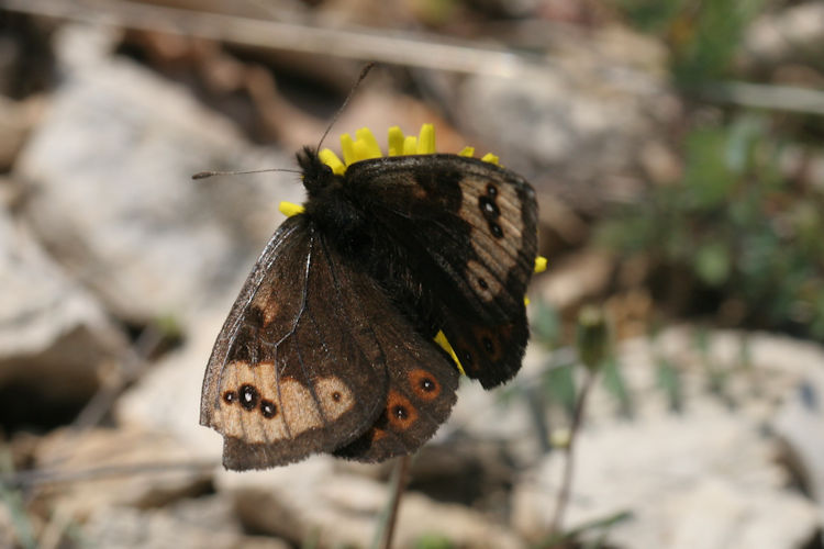 Erebia epistygne: Bild 7