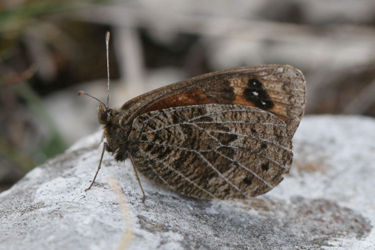 Erebia epistygne: Bild 9