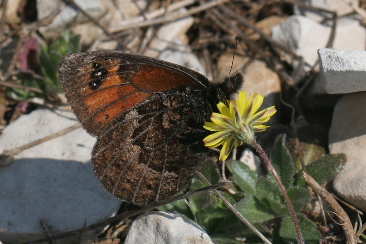 Erebia epistygne: Bild 11