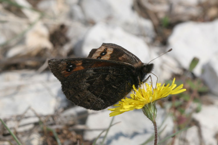 Erebia epistygne: Bild 12