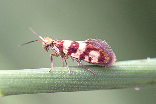 Micropteryx rothenbachii: Bild 1