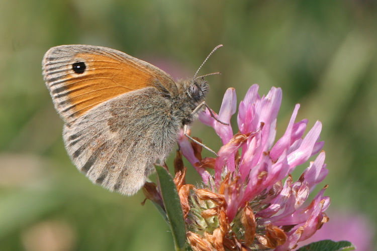 Coenonympha pamphilus: Bild 20