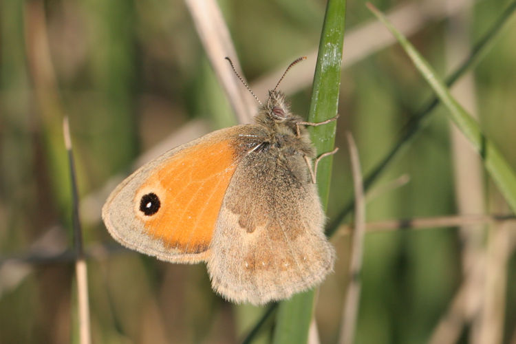 Coenonympha pamphilus: Bild 21