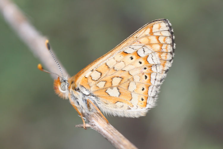 Euphydryas aurinia provincialis: Bild 2