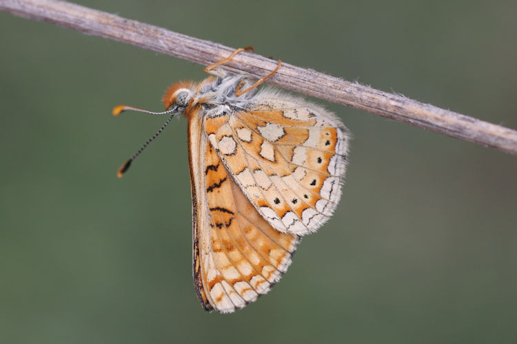 Euphydryas aurinia provincialis: Bild 3