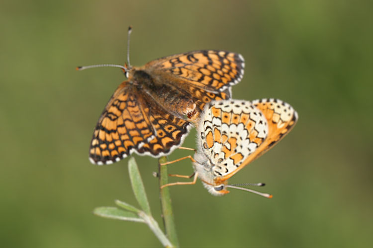 Melitaea cinxia: Bild 38