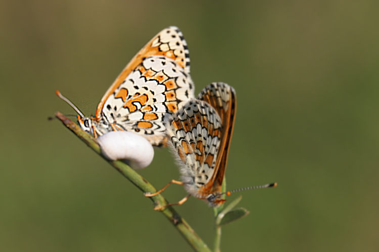 Melitaea cinxia: Bild 39