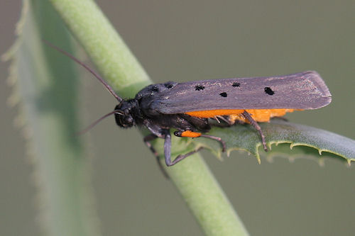 Ethmia aurifluella: Bild 1