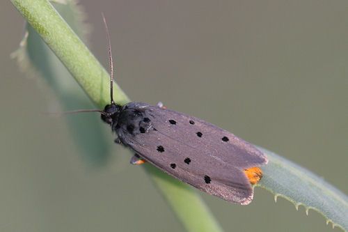 Ethmia aurifluella: Bild 2