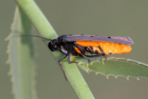 Ethmia aurifluella: Bild 3