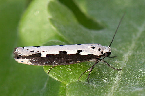 Ethmia bipunctella: Bild 1