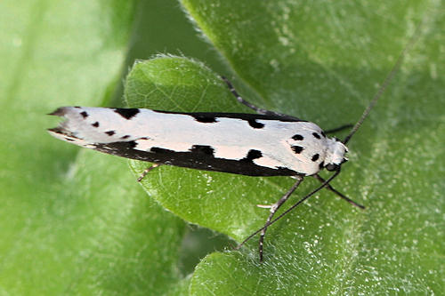 Ethmia bipunctella: Bild 3