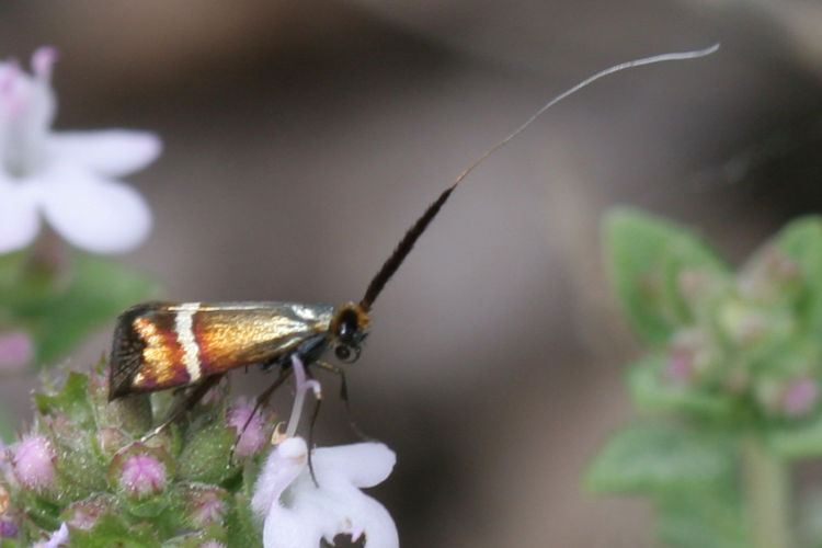 Adela australis: Bild 4