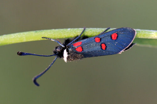 Zygaena lavandulae: Bild 2