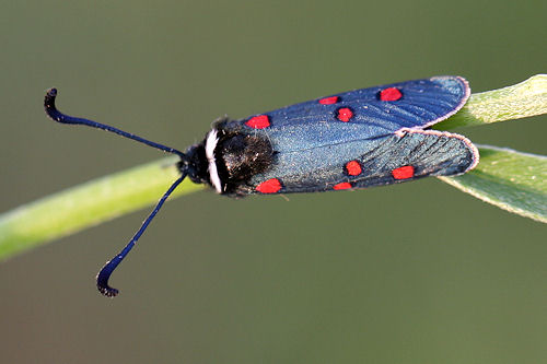 Zygaena lavandulae: Bild 3