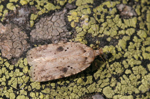 Agonopterix arenella: Bild 1