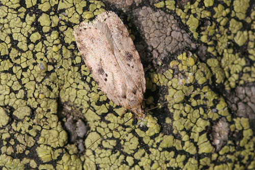 Agonopterix arenella: Bild 2