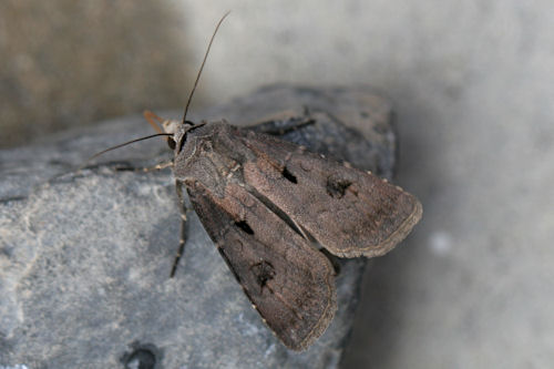 Agrotis exclamationis: Bild 9