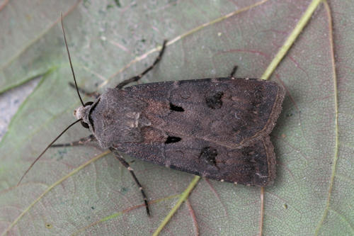 Agrotis exclamationis: Bild 10