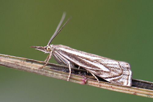 Crambus lathoniellus: Bild 1