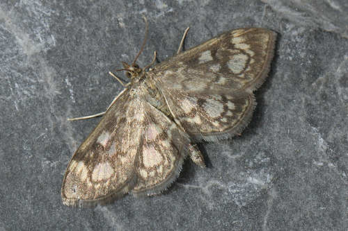 Anania coronata: Bild 3