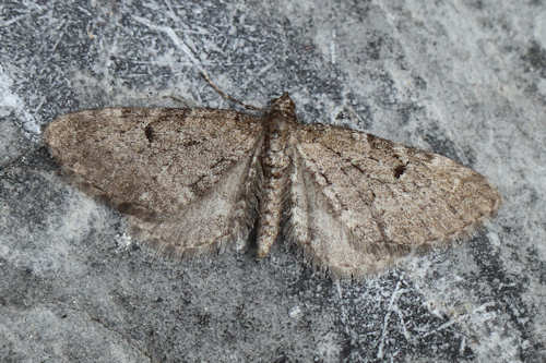 Eupithecia intricata: Bild 2