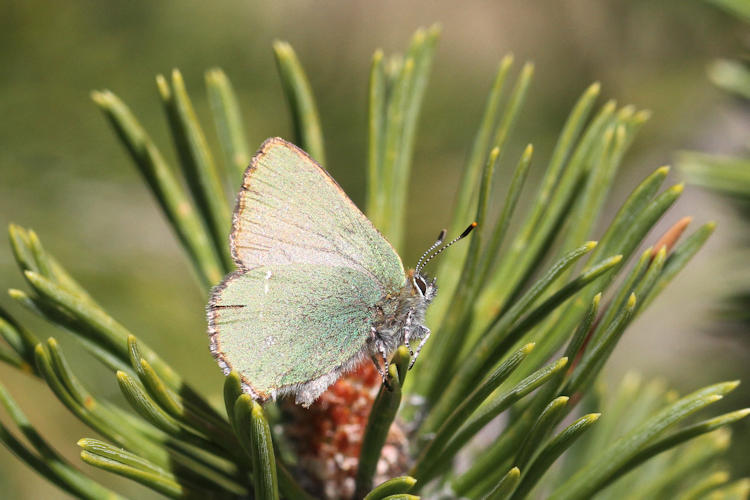 Callophrys rubi: Bild 18