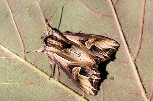 Actinotia polyodon: Bild 7